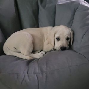 Meet your Posher, Jackson